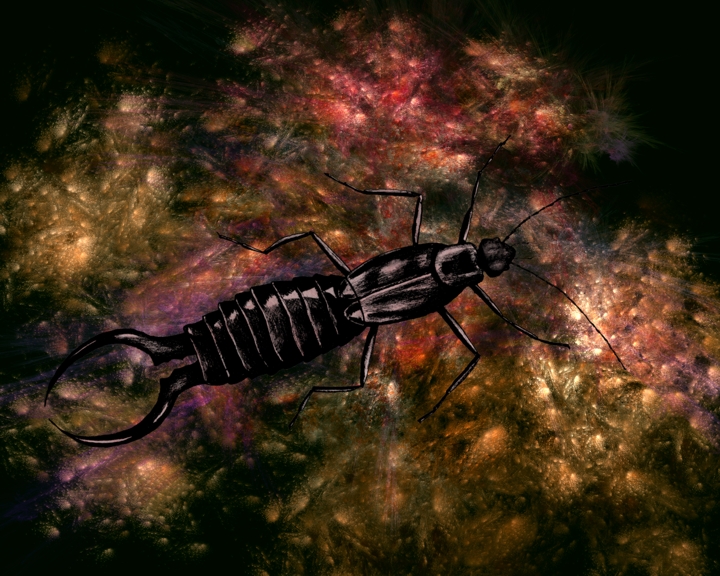 gmorrison_copper_black_hole_earwig.jpg - Copper Earwig