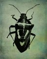 gmorrison_blue_shield_bug