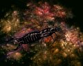 gmorrison_copper_black_hole_earwig