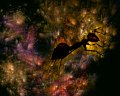 gmorrison_dark_ant