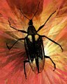 gmorrison_diaprepes_root_weevil