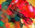 gmorrison_earwig2