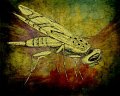 gmorrison_false_peacock_fly