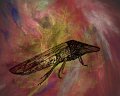 gmorrison_glassy_winged_sharpshooter