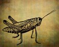 gmorrison_grasshopper