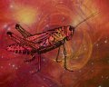 gmorrison_grasshopper2