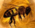gmorrison_honey_bee