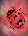 gmorrison_ladybug