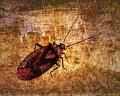 gmorrison_lygus_bug