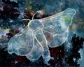 gmorrison_nocturnal_silk_moth