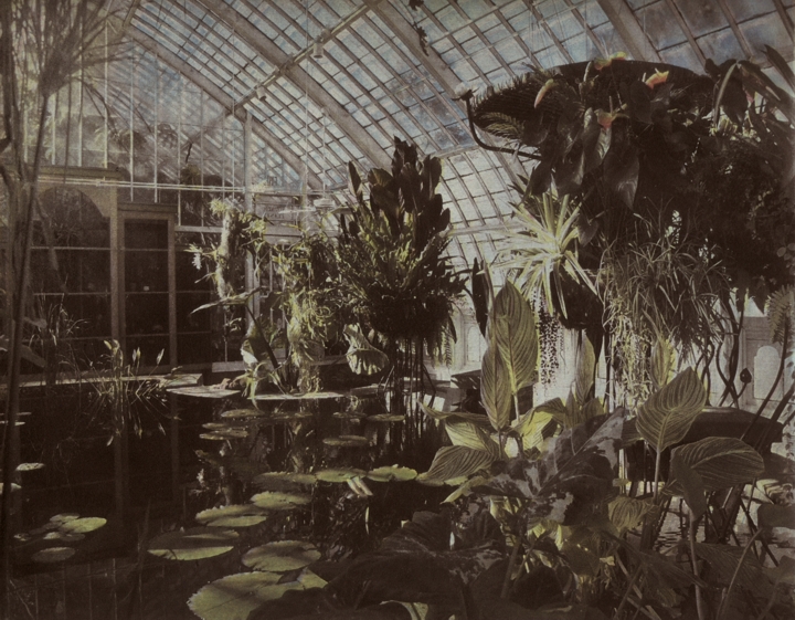 gmorrison_conservatory_of_flowers.jpg - Conservatory of Flowers