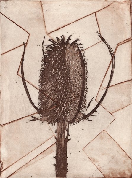 gmorrison_teasel.jpg - Teasel