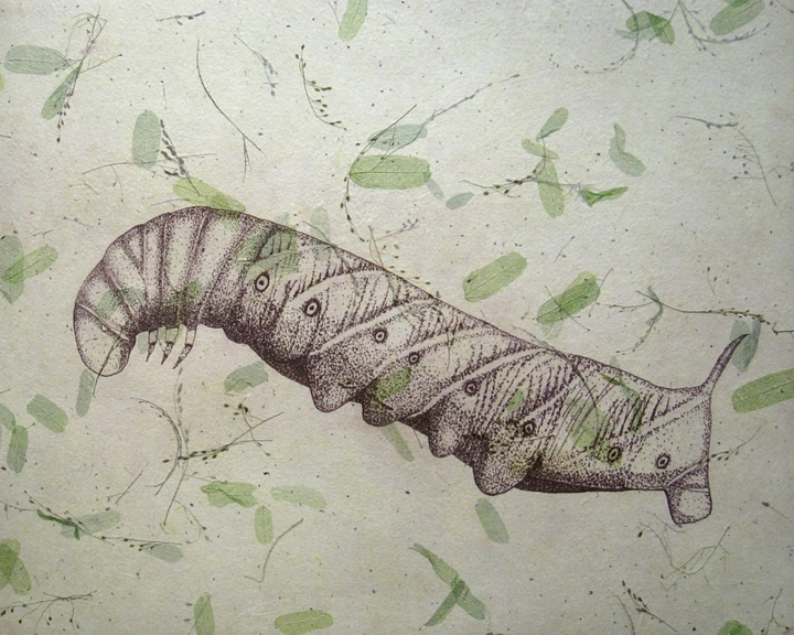 gmorrison_tomato_hornworm.jpg - Tomato Hornworm