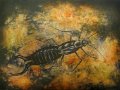 gmorrison_earwig_4