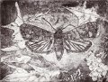 gmorrison_european_grapevine_moth