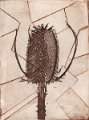 gmorrison_teasel