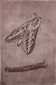 gmorrison_white_lined_sphinx_moth_2