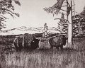 gmorrison_yellowstone_buffalo