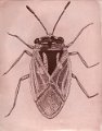 gmorrison_bigeyed_bug
