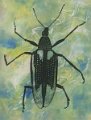 gmorrison_diaprepes_weevil