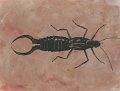 gmorrison_earwig