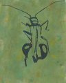 gmorrison_flower_beetle