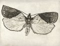 gmorrison_light_brown_apple_moth