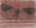 gmorrison_light_brown_apple_moth_tire_tracks