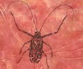 gmorrison_long_horned_beetle_1