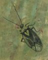 gmorrison_lygus_bug