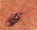 gmorrison_lygus_bug3