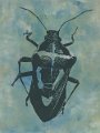 gmorrison_shield_bug