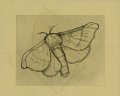 gmorrison_silk_worm_moth