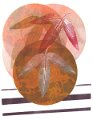 gmorrison_passiflora_mollissima