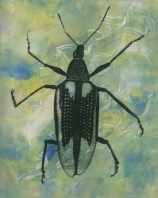 Gail Morrison, Diaprepes root weevil Gail Morrison, Diaprepes root weevil