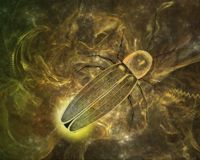 Firefly Firefly