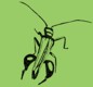 Link to insectgraphics.com